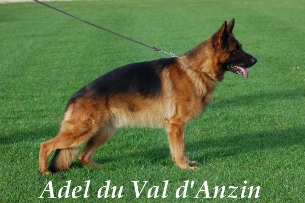 Adel du Val D'Anzin 