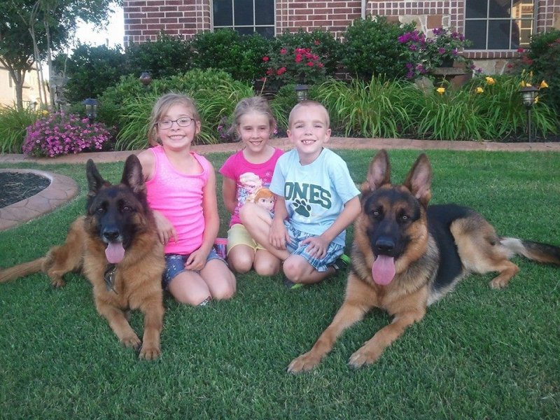 Ruby, Mason and Hannah female and Maxx, Lex and Eisha male owned by the Clark family 