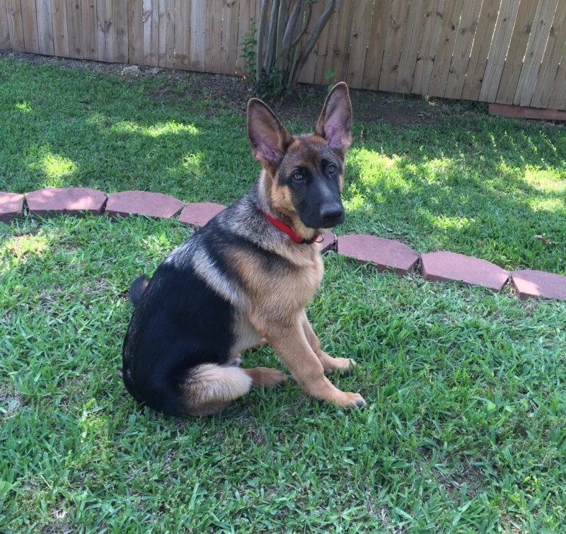 Remi a Xena and Karson male in the 2015 litter. Owners the Sheena Winters picture caption...look how handsome I am! 4 1/2 month old