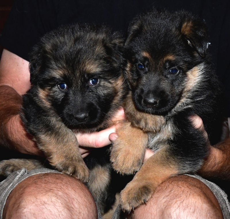 1 Long Coat 6 weeks old female puppy available for sale. Parents Nix von der Otto and Sadie von der Otto. SOLD to Couch Family