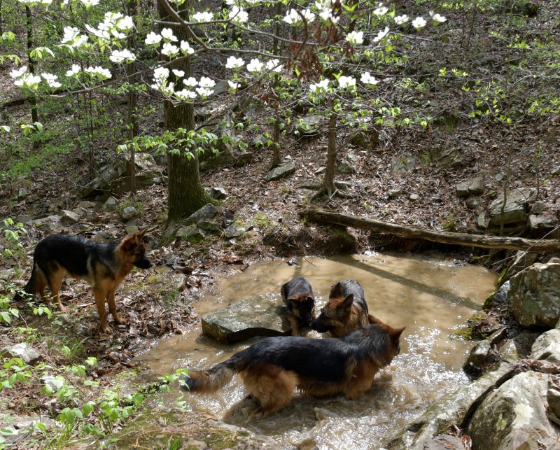 Our dogs just having fun in the water on April 12, 2019