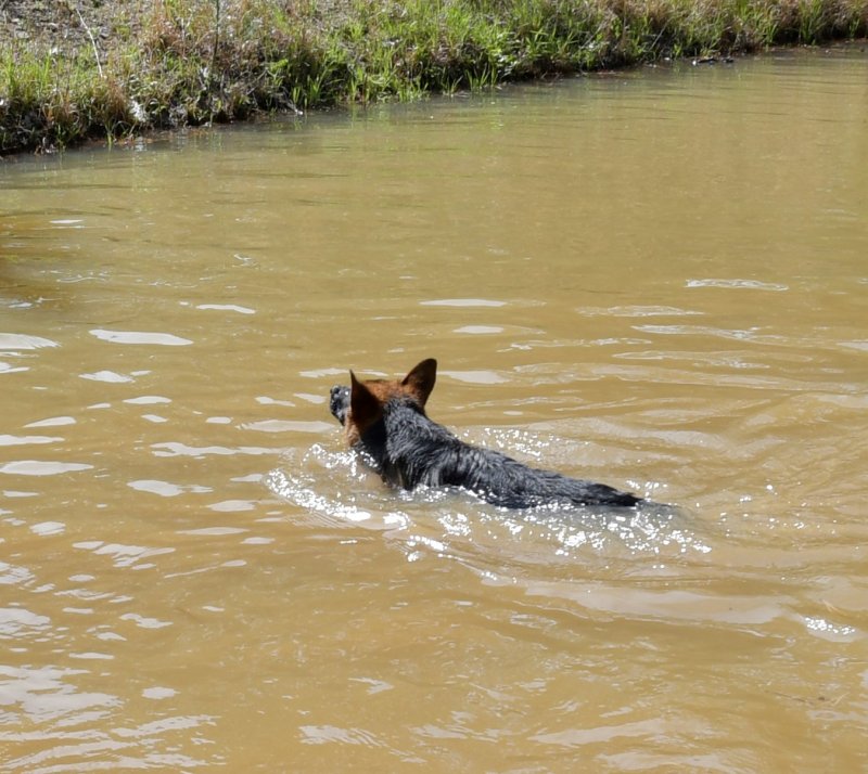 Ursa von der Otto swimming. She is a V Issy and V Canon daughter. Taken in Oklahoma on April 15, 2019 