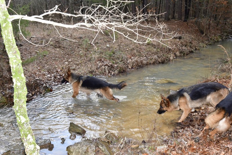 Dogs having fun in the creek by our cabin on Feb 01, 2020