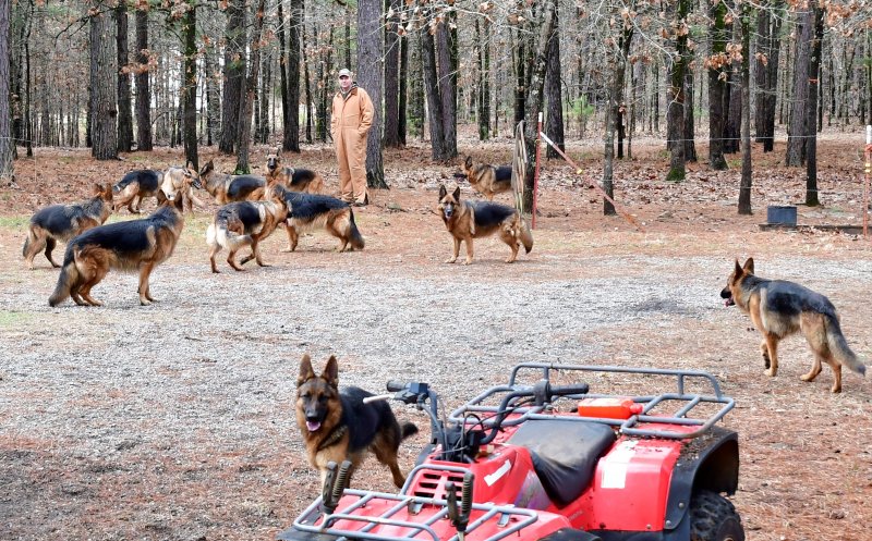 Dan with 12 of our dogs in Oklahoma helping him work! Pic taken on January 31, 2020