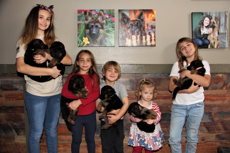 Sindbad and Emma Pups 2021. Meet the heart of our business Maggie, Bryanna and our extended family, their children!