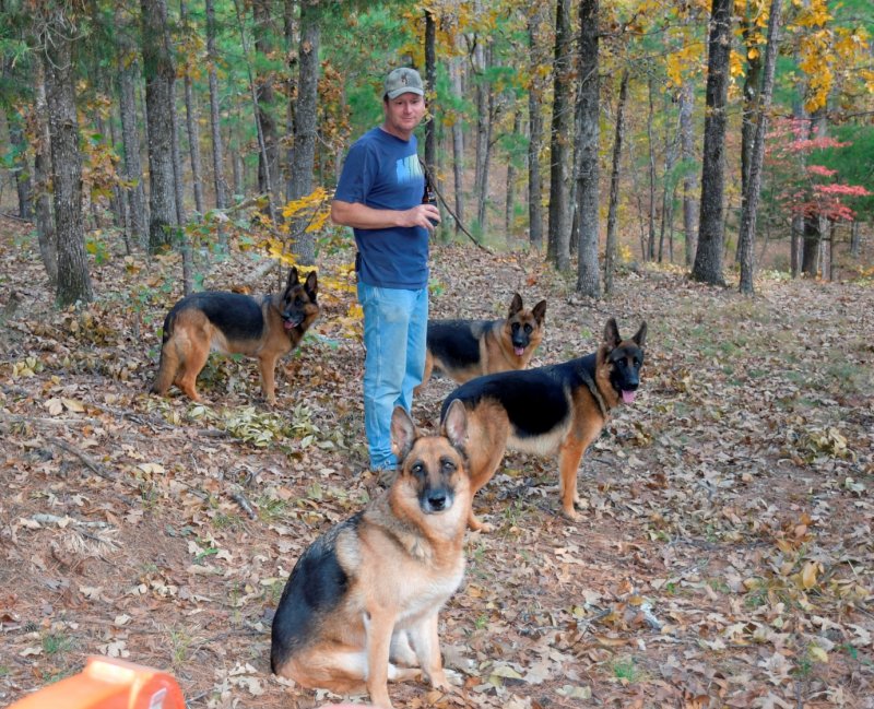 Von der Otto German Shepherd Dogs on a walk in the National Forest in Oklahoma on our property finding a cedar tree to use as a fence post with Dan. 