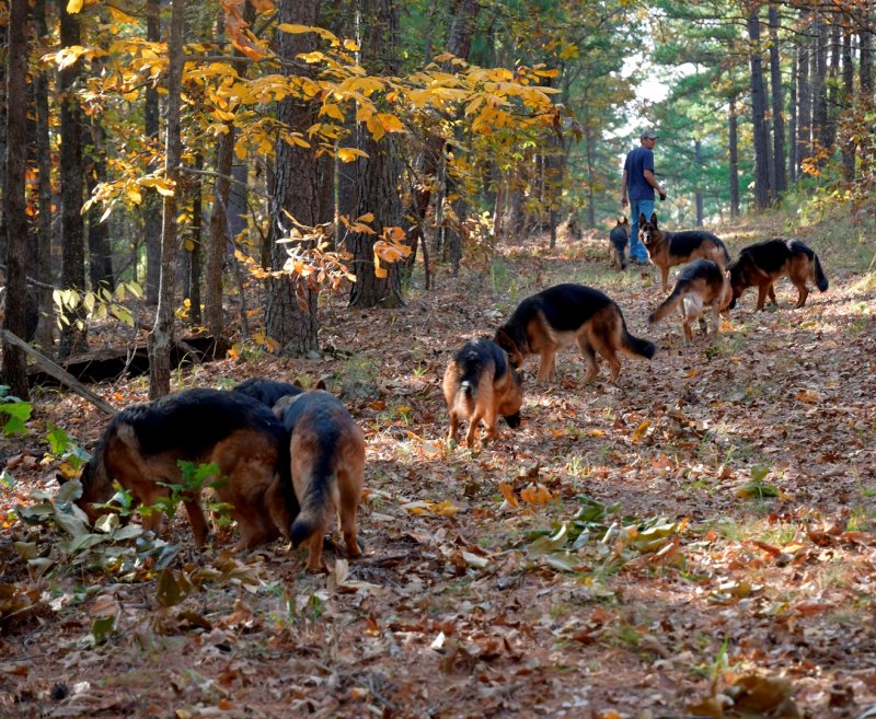Von der Otto German Shepherd Dogs on a walk in the National Forest in Oklahoma on our property. Taken on 11-03-17