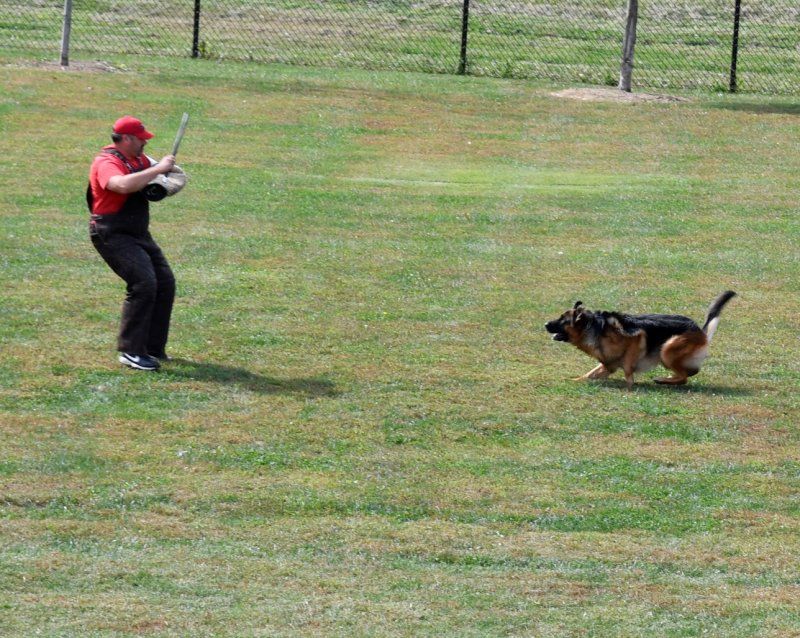 V Canon vom Heralmaborg IPO2, KKL 1a going for his bite on the sleeve at the GSDCA National Sieger Show in 2016.