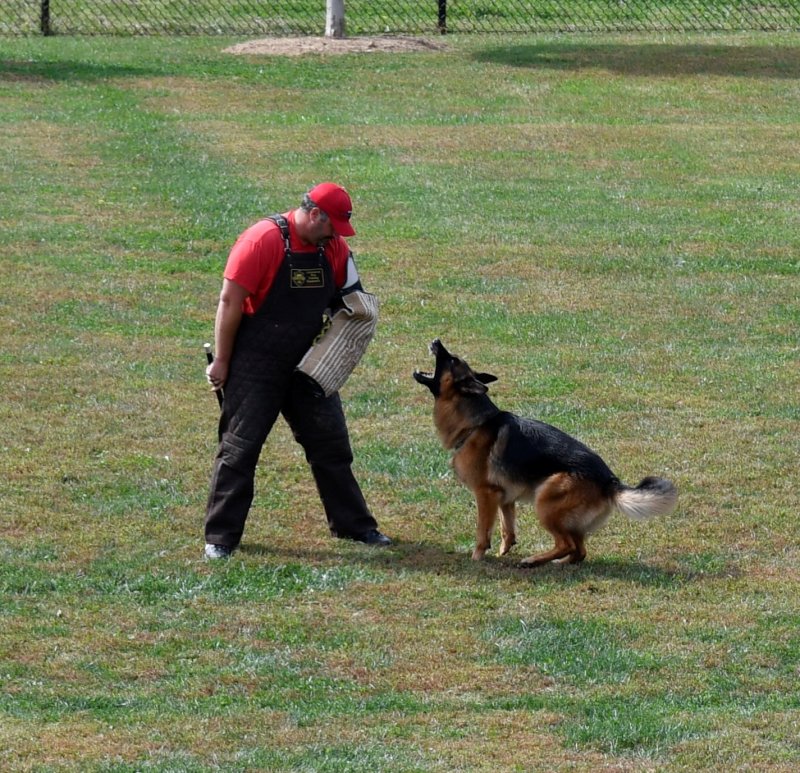 V Canon vom Heralmaborg IPO2, KKL 1a hold and bark after he bit on the sleeve at the GSDCA National Sieger Show in 2016.