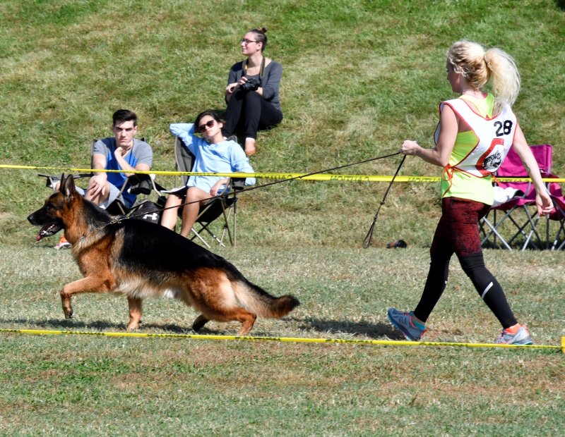 V Canon vom Heralmaborg IPO2, KKL 1a gaiting around the ring at the GSDCA National Sieger Show in 2016.