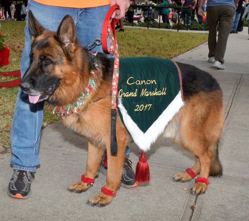 V Canon vom Heralmaborg at the 2017 Rockwall Pet Parade as Grand Marshall to lead the parade on 12-02-17