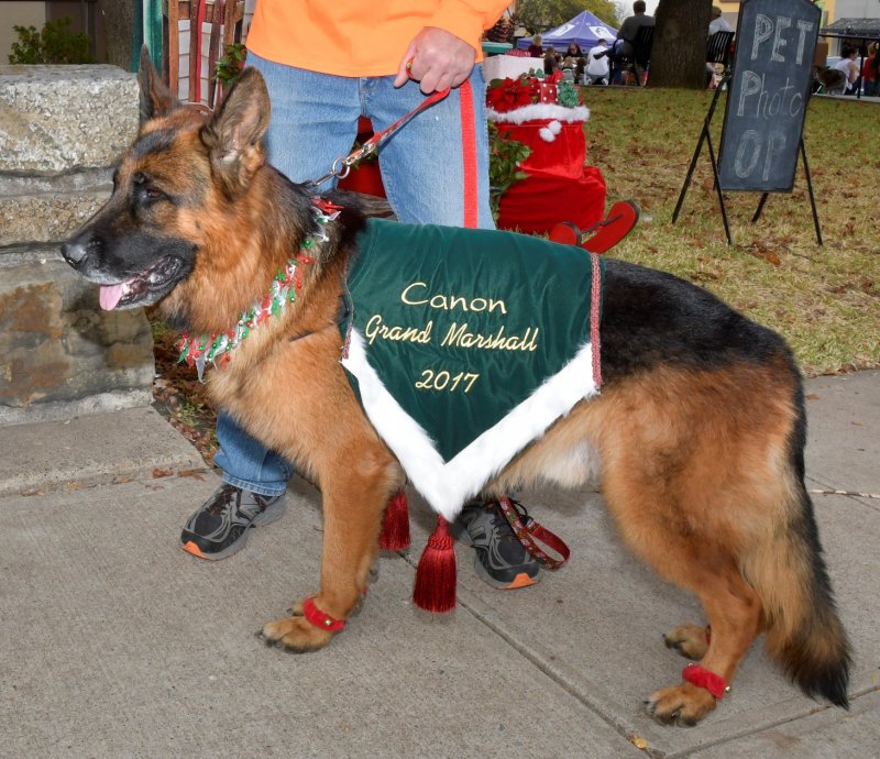 V Canon vom Heralmaborg showing off his sash before the 2017 Rockwall Pet Parade as Grand Marshall starts on 12-02-17