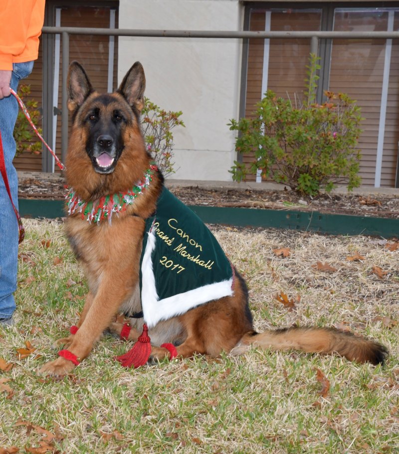 V Canon vom Heralmaborg posing before the 2017 Rockwall Pet Parade as Grand Marshall starts on 12-02-17