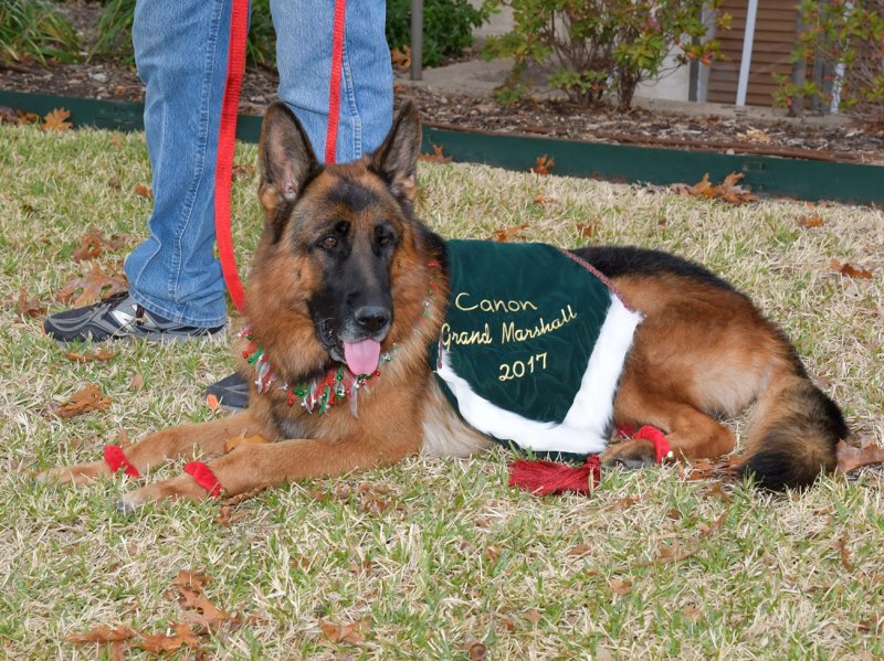 V Canon vom Heralmaborg relaxing before the 2017 Rockwall Pet Parade as Grand Marshall starts on 12-02-17