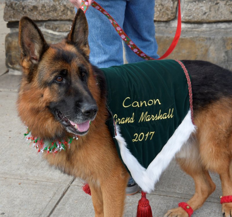 V Canon vom Heralmaborg showing off his sash at the 2017 Rockwall Pet Parade as Grand Marshall to lead the parade on 12-02-17
