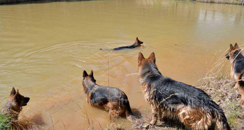 Onlookers - Issy, Rylie, Sindbad and Emma watching Adel von der Otto in the big pond on April 15, 2019