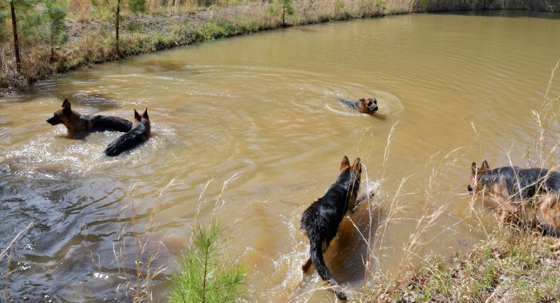 Our dogs just having fun in the water on April 15, 2019