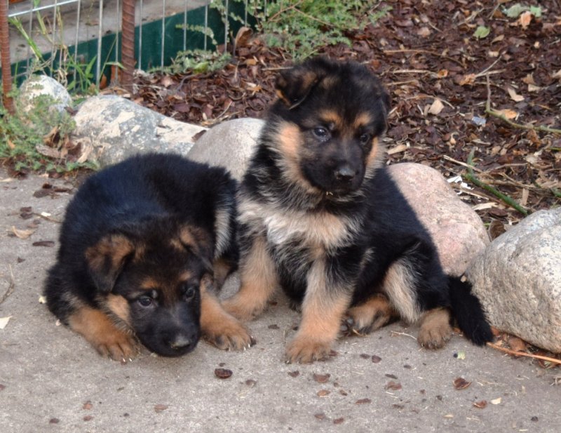 Hagen and Leska Female A and Male B on 10-17-15