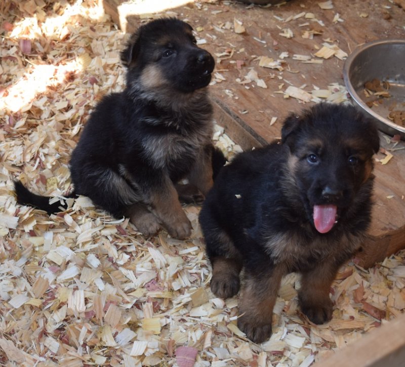 Hagen and Leska Male A and Male C on 10-18-15