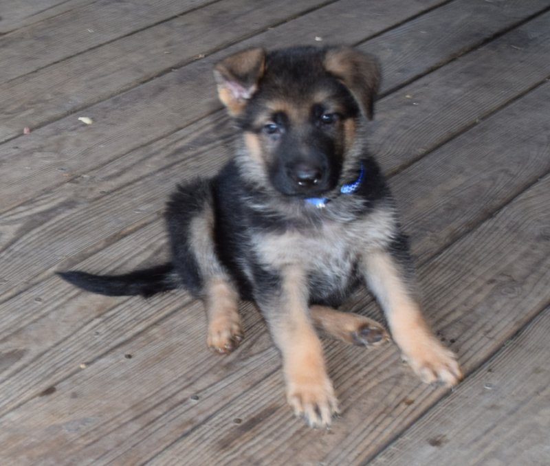 Hagen and Leska Blue with Paws Collar Male taken on November 01, 2015 - $4500.00