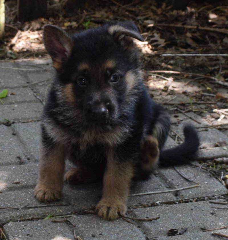 V Ramon von der Grafscraft Mark and V Katra vom Deutschen Eck German Shepherd Male Puppy Black Paw Collar SOLD