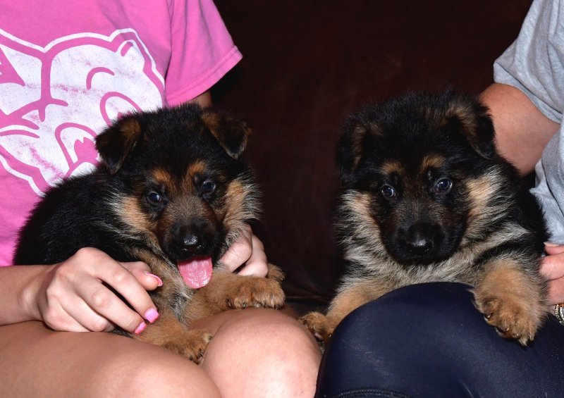 Nix and Sadie Male B & Male A. Taken left to right on July 04, 2017