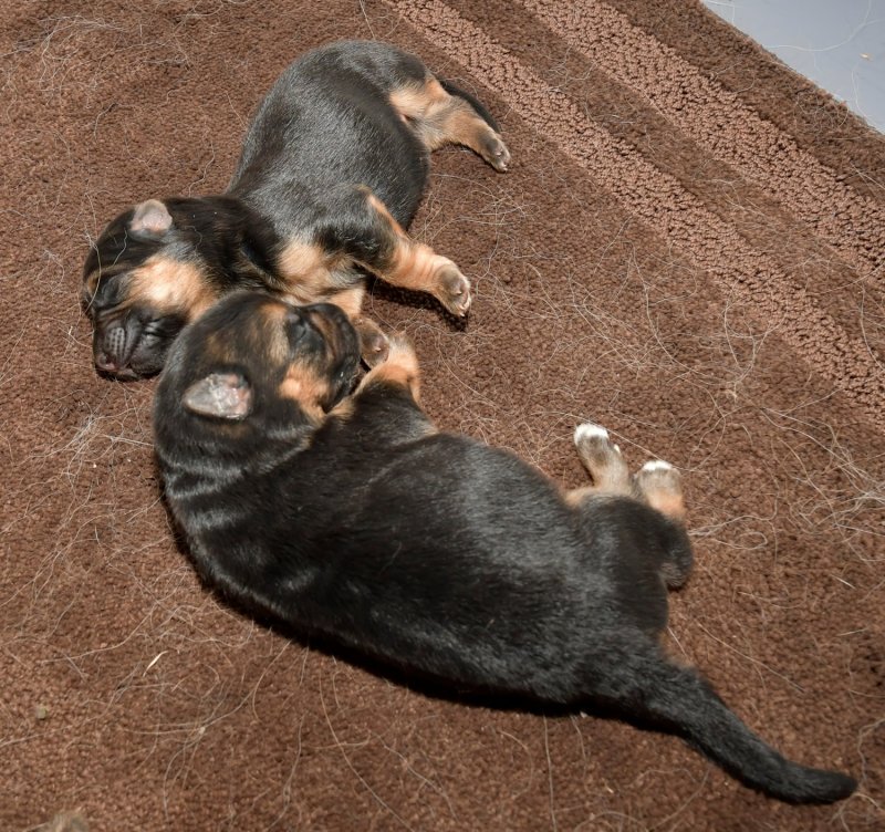 Nix von der Otto and Sadie von der Otto FEMALE pups taken on January 28, 2018