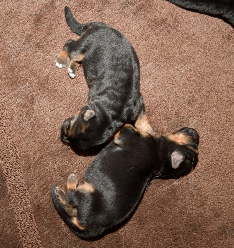 Nix von der Otto and Sadie von der Otto FEMALE pups taken on January 28, 2018