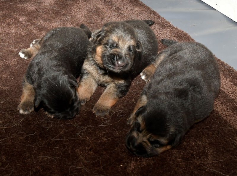V Aaron vom Warmetal and V Wynn von der Otto German shepherd puppies. Pics taken February 03, 2019