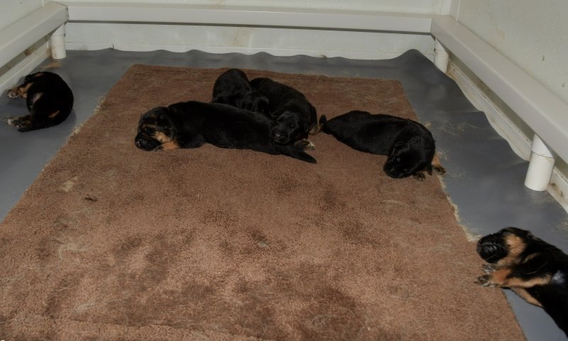 V Canon vom Heralmaborg and V Holly Kaizen PUPPIES. Pics taken on 05-23-19