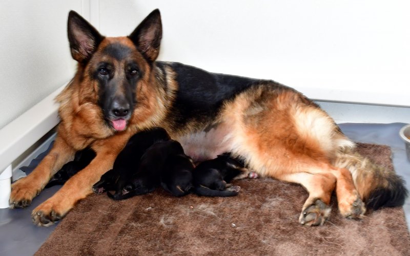 V Holly Kaizen and SG Sindband vom Lärchenhain puppies! The 4 males and 2 females are huge! Great litter. Pic taken Dec 23, 2019