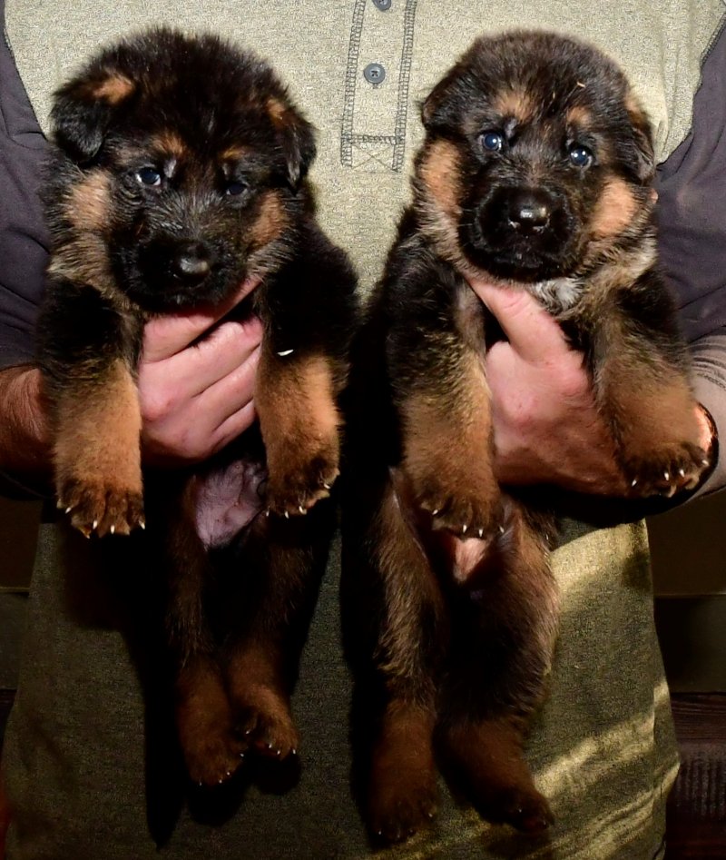 V Holly Kaizen and SG Sindband vom Lärchenhain males. RED collar on Left and NO collar on Right. 