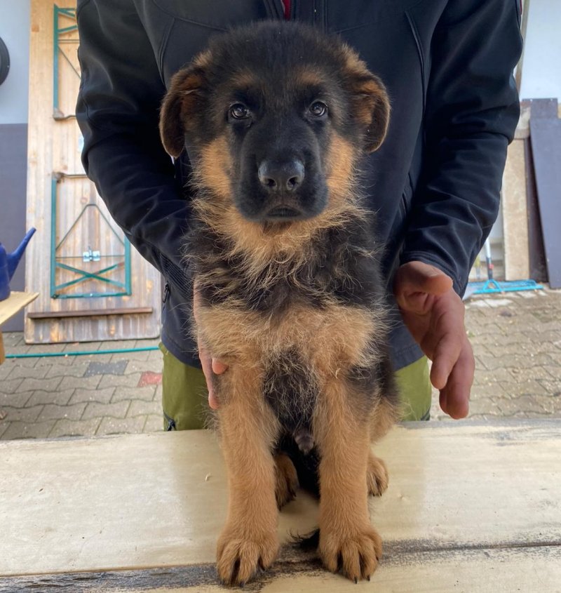  V Wacron del Rione Antico and V Sanzea Team Agrigento male puppy. Picture taken on August 29, 2021 - KEPT FOR OTTO KENNEL OWNER 